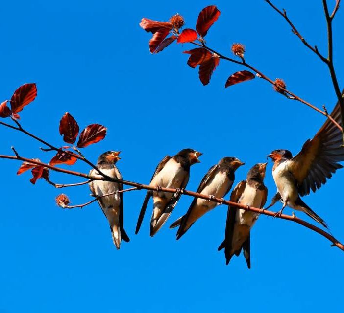 Legnano, accordo tra Comune e Lipu per proteggere le specie di uccelli urbani