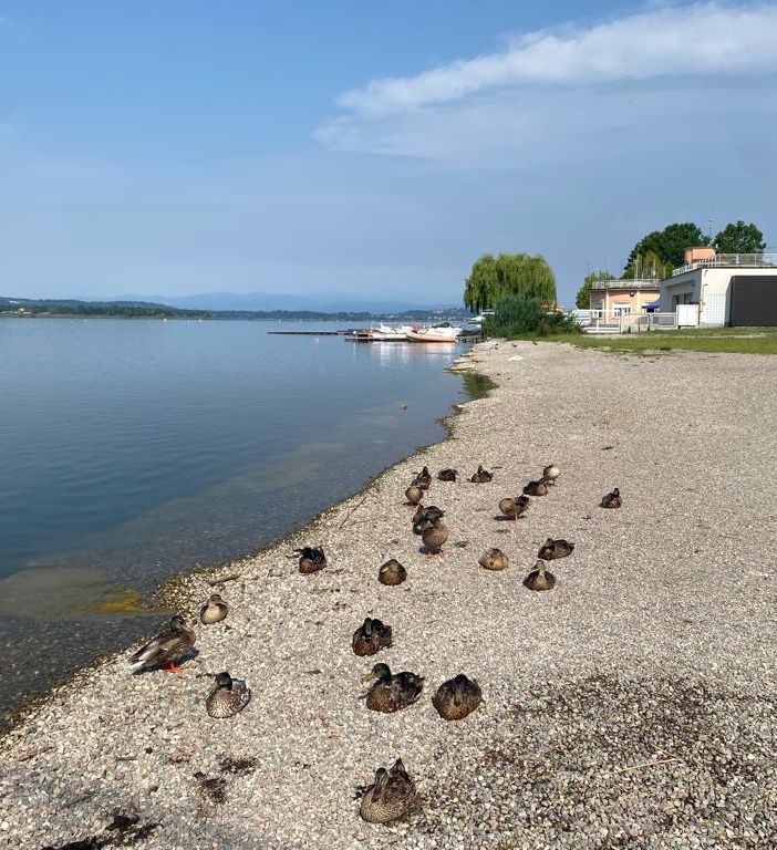 Il lido della Schiranna domani dovrebbe ospitare i primi bagni. Ma prima di revocare il divieto di balneazione, il sindaco Galimberti chiede chiarimenti alla Regione dopo i dubbi sollevati ieri dal presidente della commissione Sanità Emanuele Monti