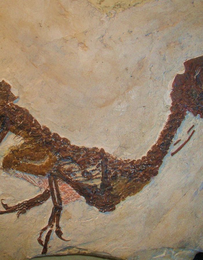 Tra ritrovamenti straordinari e musei, ecco i dinosauri che possiamo incontrare in Lombardia