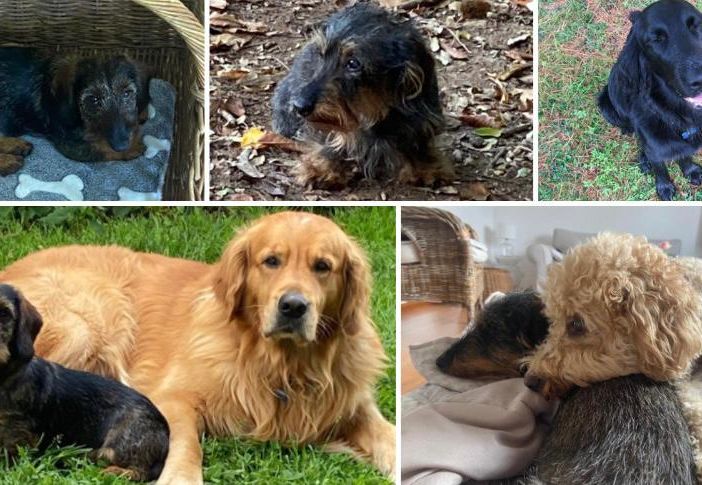 Dall'alto alcuni degli amici aiutati da Super Star Pets: Alvin adottato ad aprile, Annie super star, Teemu, una &quot;pazza&quot; barboncina e ancora Alvin con Aki