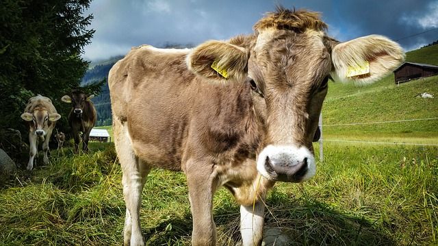 Coldiretti Varese, «no alla carne-Frankenstein, al latte senza mucche e alle uova senza galline»