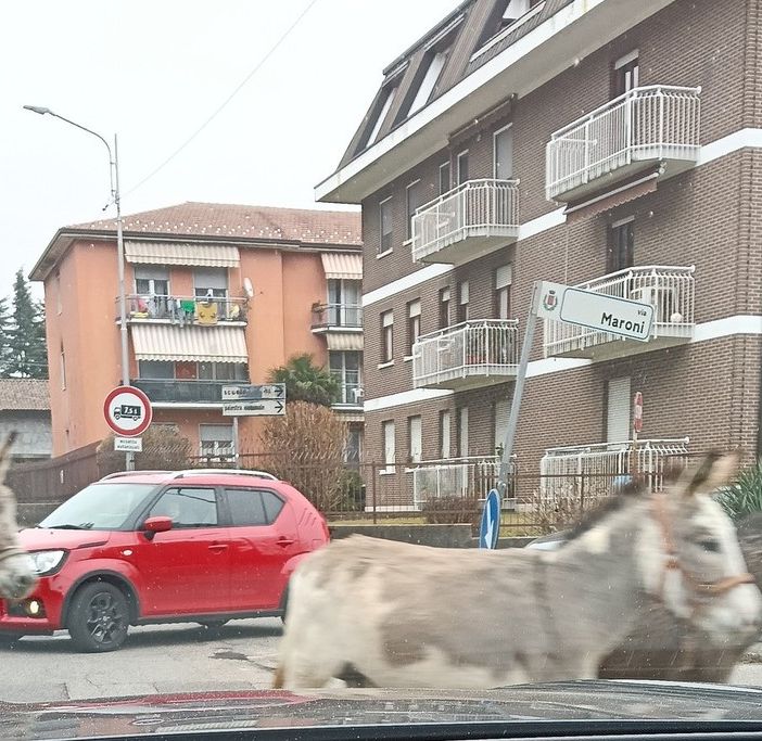 Gli asini a passeggio per le strade di Induno Olona ripresi da un automobilista