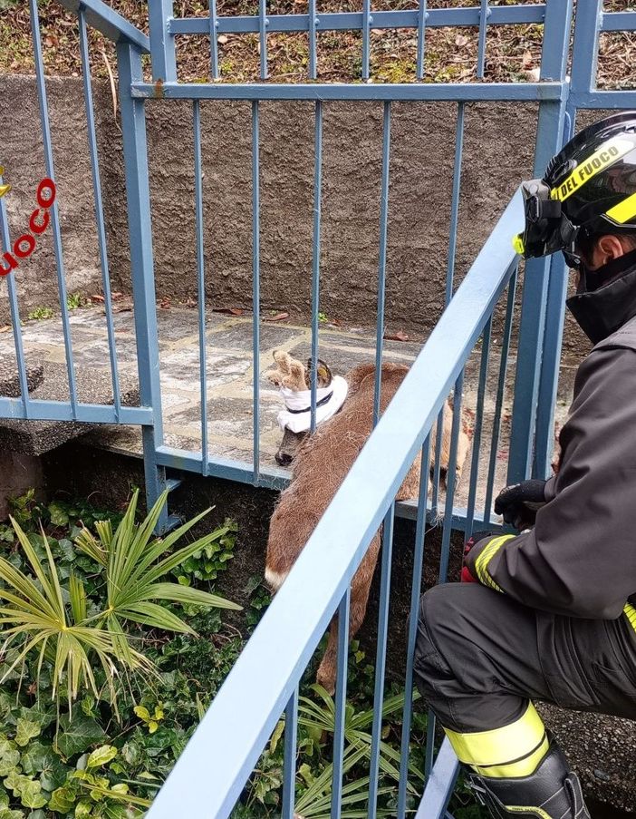 Il capriolo rimasto incastrato in un'inferriata a Dumenza liberato dai vigili del fuoco