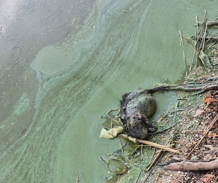 La carcassa dell'animale sulle rive del lago di Varese a Gavirate fotografata dal segretario del Pd Pierluigi Lucchina