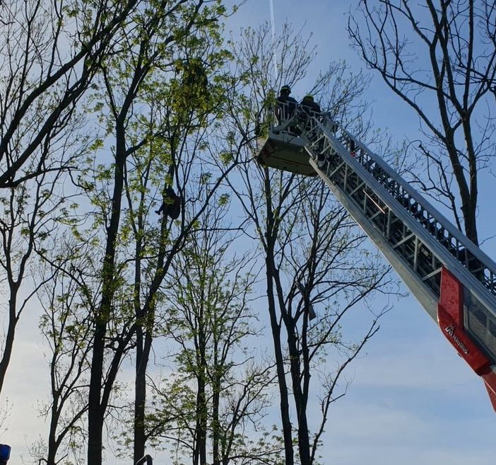 L'intervento dei vigili del fuoco a Laveno Mombello per salvare un deltaplanista rimasto incastrato su un albero a 12 metri di altezza L'intervento dei vigili del fuoco a Laveno Mombello per salvare un deltaplanista rimasto incastrato su un albero a 12 metri di altezza