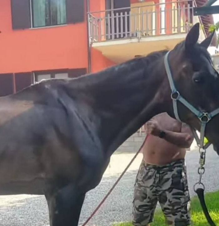 Il cavallo Willy in una foto tratta dalla pagina Facebook della Pro Loco Ranco