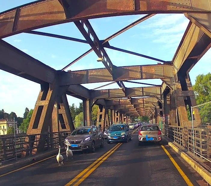 I due cigni a passeggio stamattina sul Ponte di Ferro di Sesto Calende (foto di Gianluca Civilla)