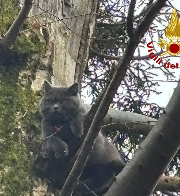 Gatto bloccato da giorni su un albero a Varese, salvato dai vigili del fuoco