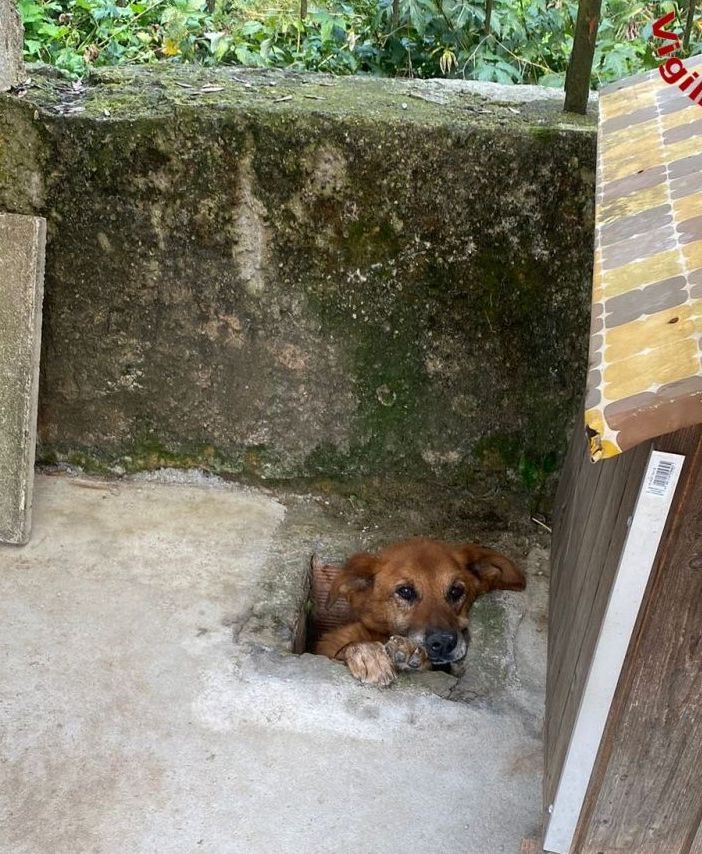 FOTO. Cunardo, cane resta incastrato in un canale di scolo. Salvato dai vigili del fuoco