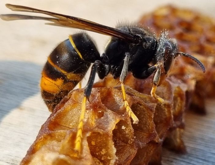 Vespa velutina, testato con efficacia il metodo per contrastarla