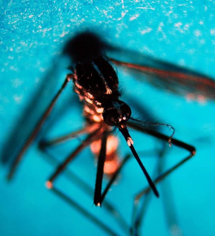 West Nile, 51 nuovi casi in una settimana: salgono a 16 i morti