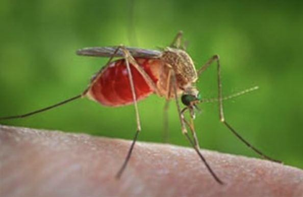 Febbre del Nilo: una vittima in Piemonte per l'infezione trasmessa dalle zanzare