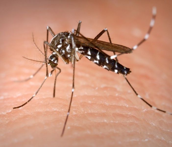Zanzare, ecco come difendersi da questi fastidiosi insetti