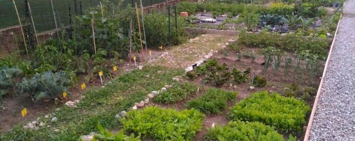 Come salvare l'orto dalla siccità. I consigli di Coldiretti Varese: «Riutilizzare l'acqua di cottura»