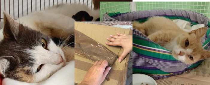 Gatte chiuse con i cuccioli in uno scatolone vicino alla superstrada: salvate dai ciclisti