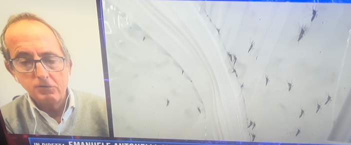 Dengue, il sindaco al telegiornale nazionale: «Pronti a estendere la disinfestazione a Busto, ma dobbiamo attenerci a quanto ci ordina Ats Insubria»