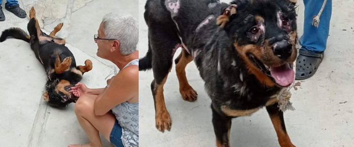 Calimero, il rottweiler bruciato con l'acido in Sicilia, cerca una nuova vita a Busto