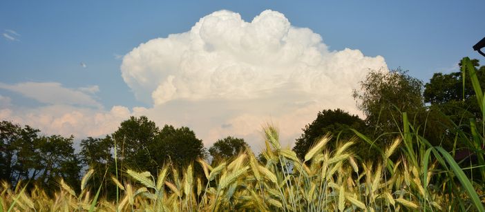 Cumulonembo svetta sopra i campi del grano  (Foto P. Valisa tratta da astrogeo.va.it)