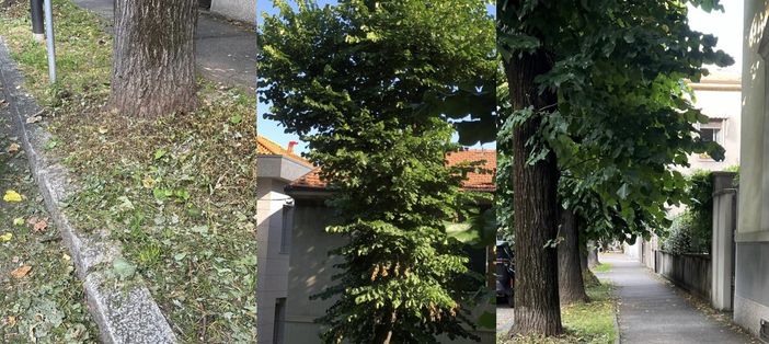 Sfalci e potature, la protesta in viale Lombardia