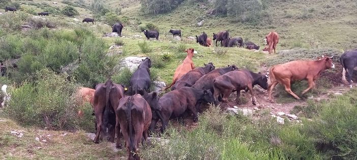 FOTO. Quell'alpeggio a Biella con oltre 200 animali in fin di vita. Il drammatico appello delle associazioni: «Intervenite subito»