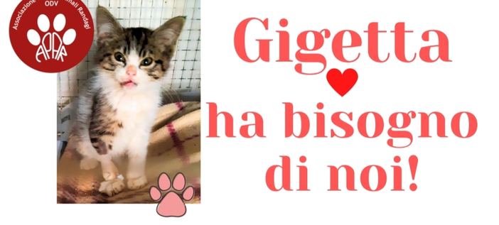 Sos per la micia Gigetta, trovata in autostrada con la mandibola rotta