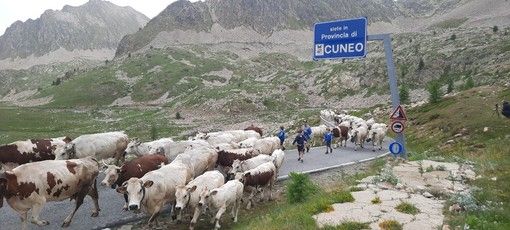 La festa della transumanza in alta Valle Stura (FOTO E VIDEO) La festa della transumanza in alta Valle Stura (FOTO E VIDEO)