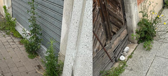 L'ira del sindaco: «Mini giungle in città, ripartano subito gli interventi sul verde»