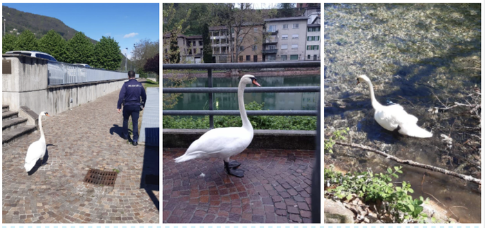 Cigno &quot;confuso&quot; sul lungolago di Lavena Ponte Tresa. La polizia locale lo &quot;scorta&quot; riportandolo in acqua