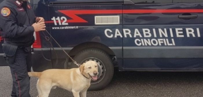 (foto generica dal web) (foto generica dal web)