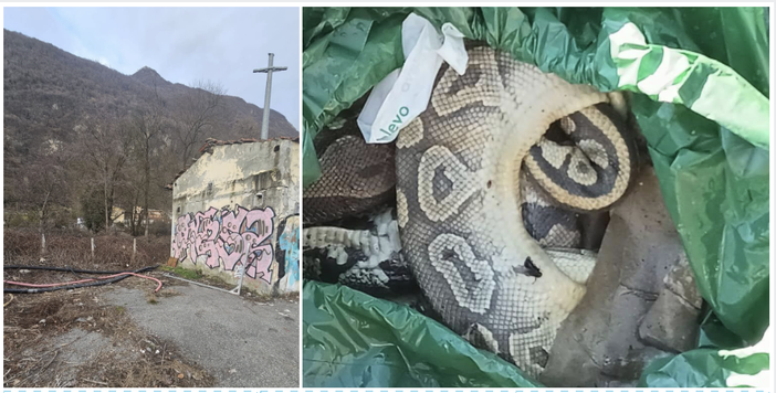 A sinistra: il luogo dopo l'intervento di pulizia. A destra: la carcassa di uno dei pitoni A sinistra: il luogo dopo l'intervento di pulizia. A destra: la carcassa di uno dei pitoni