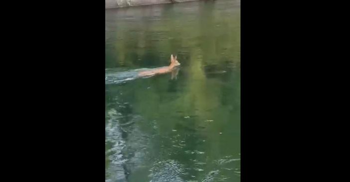 VIDEO - Un cerbiatto scivola nella diga del Panperduto e si salva nuotando fino a riva VIDEO - Un cerbiatto scivola nella diga del Panperduto e si salva nuotando fino a riva
