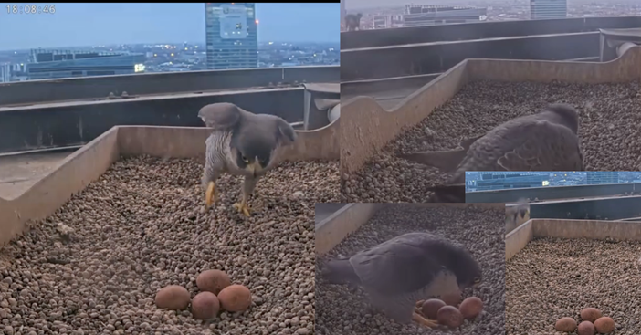 Alcuni screenshot dai bei video del gruppo Facebook Alcuni screenshot dai bei video del gruppo Facebook