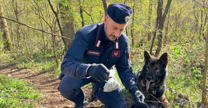 Boschi dello spaccio: i cani Kevin e Adolf fiutano la droga sotto la vegetazione. I carabinieri di Busto controllano una cinquantina di persone