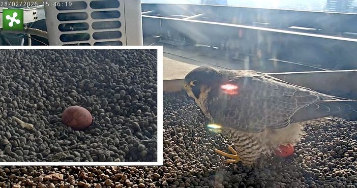 La foto postata dalla pagina di Giò e Giulia e nel riquadro un particolare del nido con l'uovo stamattina