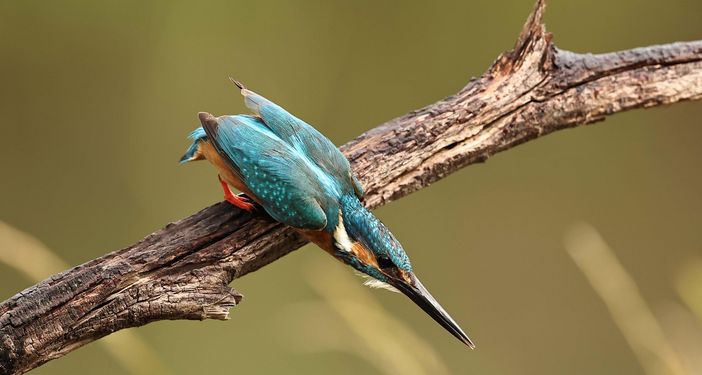 Lungo l'Olona gli incontri con gli animali che diventano magia