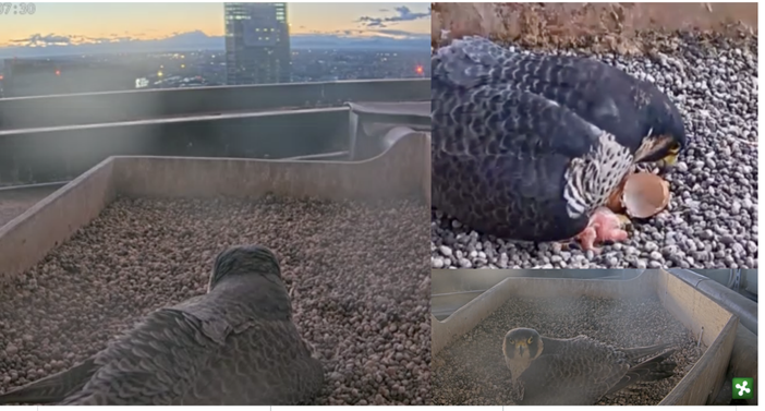 Lo sguardo su Milano e poi la gioia del primo pullo Lo sguardo su Milano e poi la gioia del primo pullo