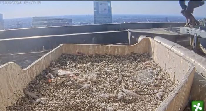 Il nido ormai vuoto, i giovani falchi si preparano a spiccare il volo dal grattacielo Pirelli