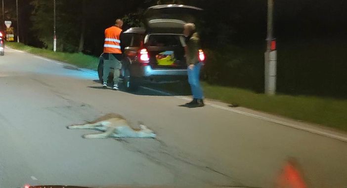 Quel gesto amorevole verso il capriolo ferito a morte che non lascia indifferenti