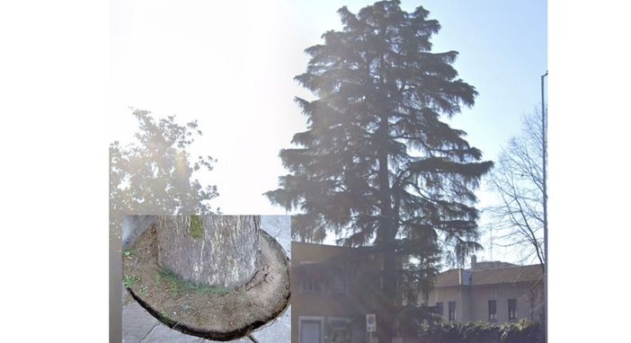 Cerro Maggiore, sarà abbattuto il cedro di fronte all'ex consultorio Cerro Maggiore, sarà abbattuto il cedro di fronte all'ex consultorio