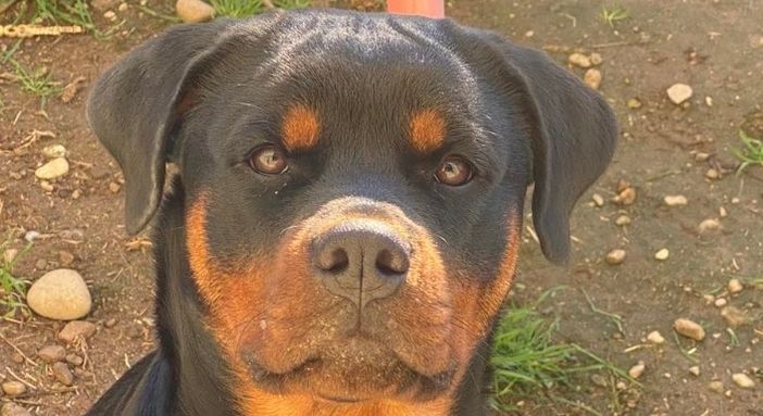 Uma, il cane ucciso domenica Uma, il cane ucciso domenica