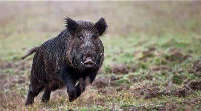 Invasione di cinghiali, anche gli agricoltori del Varesotto in piazza per protestare