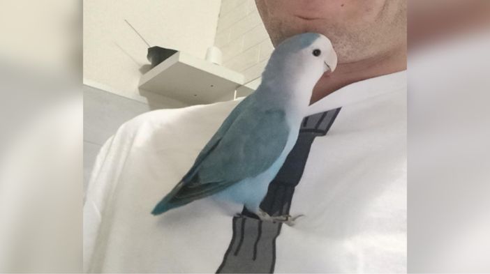 Ritrovato il pappagallo Spriz