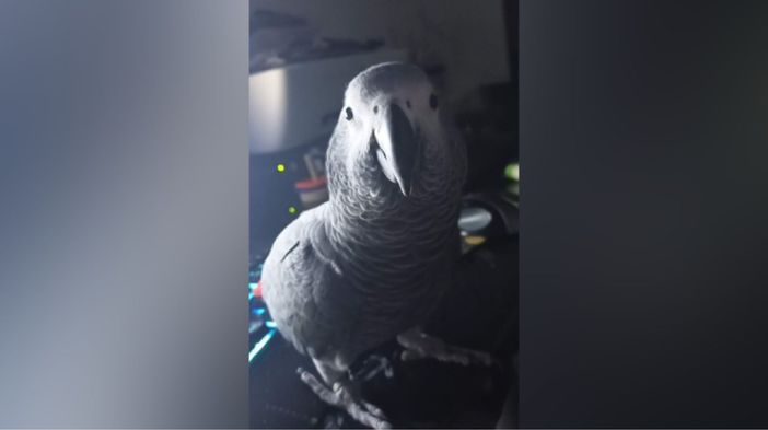 «Mr. Pickles è di nuovo a casa. Grazie al sostegno di tutti» «Mr. Pickles è di nuovo a casa. Grazie al sostegno di tutti»