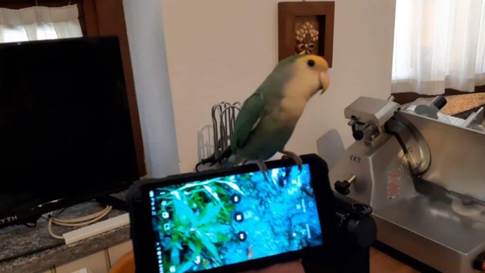 «Aiutateci a ritrovare il nostro inseparabile Chio»