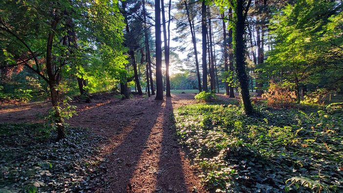 Pam: arriva una nuova quercia in Cascinetta per la festa dell'albero