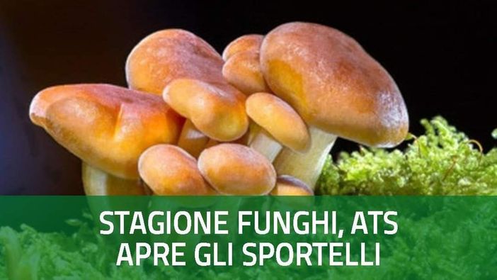 Attenzione agli sconosciuti: «Ecco come non rischiare con i funghi»