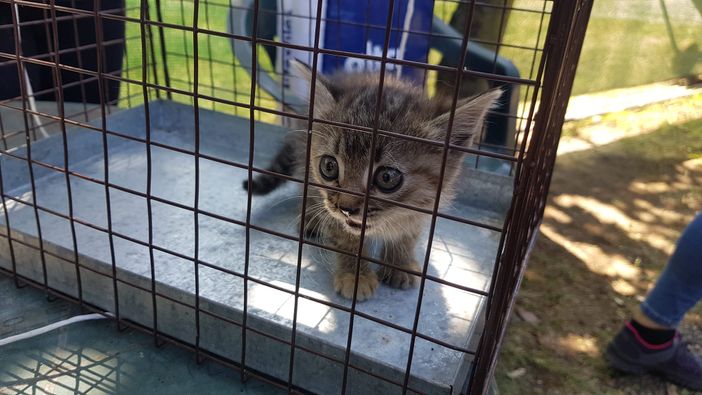 Scheggia è stata salvata da meccanico, vigili del fuoco e volontari