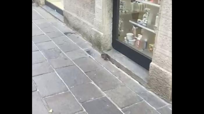 Il topo in via Cardinal Tosi immortalato nel video