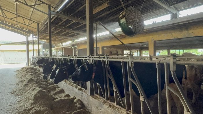 Anche gli animali soffrono il caldo, l'allarme di Coldiretti: ventilatori e doccette nelle stalle