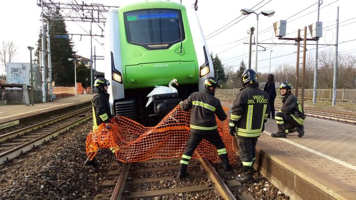 Un cigno prende... il treno alla stazione di Sesto Calende. Per salvarlo intervengono i vigili del fuoco